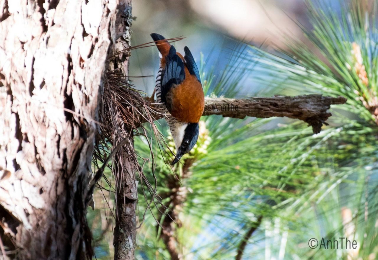 Vietnam Highlights Bird Watching Tour 15 Days